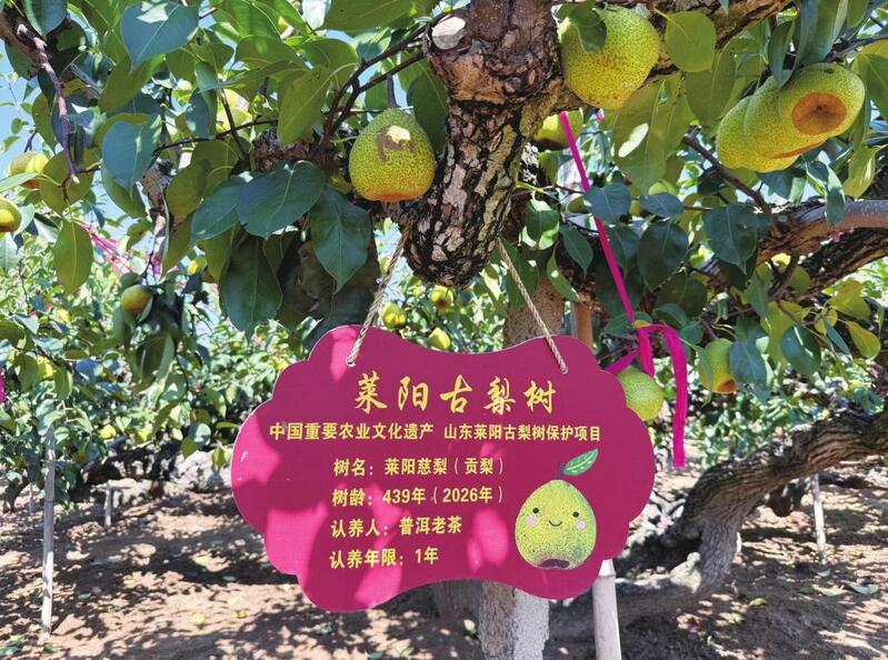 莱阳梨为何越来越清甜?.jpg