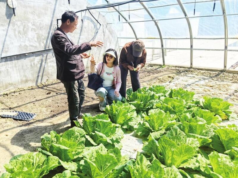 烟台农科院番茄、大白菜新品种进藏试种 让烟台蔬菜扎根雪域高原.jpg
