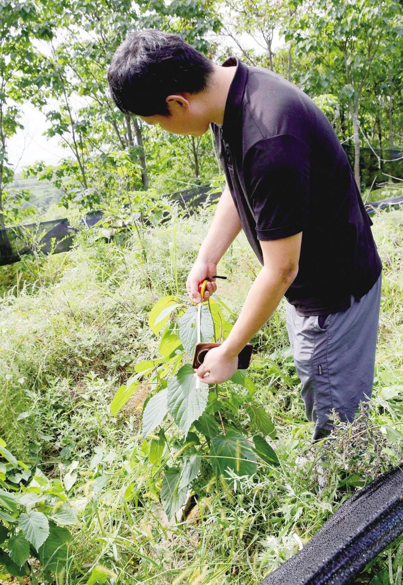 二十载科研接力 珙桐在烟台培育成功.jpg