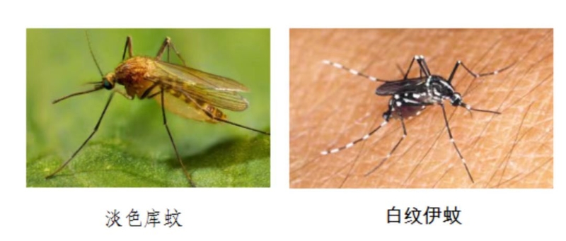 蚊子1.jpg