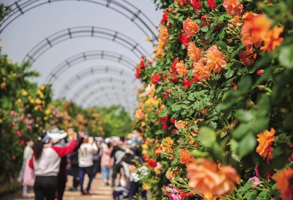 莱州月季花展。