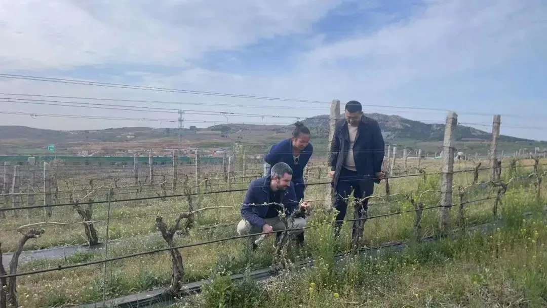 法国葡萄酒营销推广专家在烟台产区考察